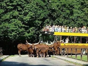 Wellness srub Dolce - ern hora - Krkonoe