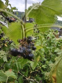 Chata 33 u řeky Opavice - Holčovice - Jeseníky