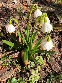 Rodinn� chalupa Krnap - Jest�ab� v Krkono��ch