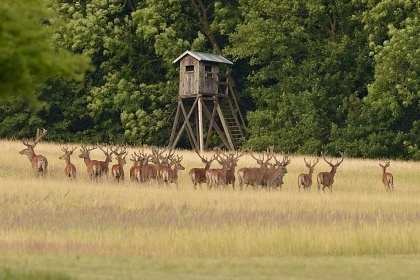 Chalupa Ch�iby - samota a lesy - hrad Buchlov