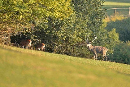 Chalupa Ch�iby - samota a lesy - hrad Buchlov