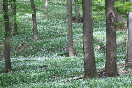 Chalupa Ch�iby - samota a lesy - hrad Buchlov