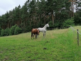 Karavan a pergola - Chrášťany - Konopiště
