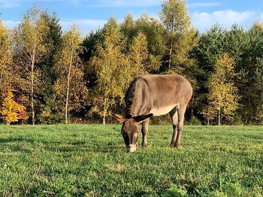 Wellness roubenka s bazénem - Nová Ves - Vysočina