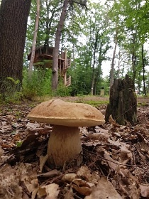 Stromhouse - Glamping Pyskočely na stromě