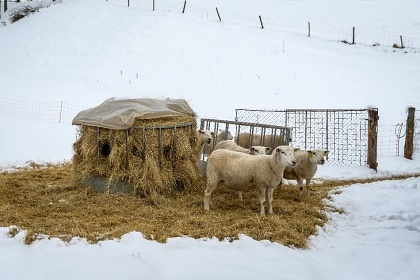 Chalupa u farmy - odpo�inek na venkov� - Ston�vka