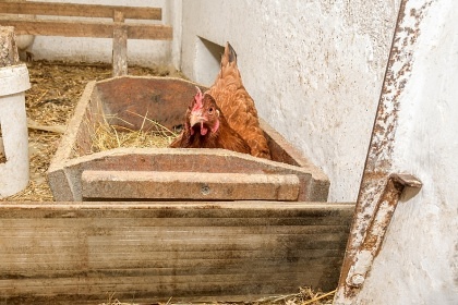 Chalupa u farmy - odpo�inek na venkov� - Ston�vka