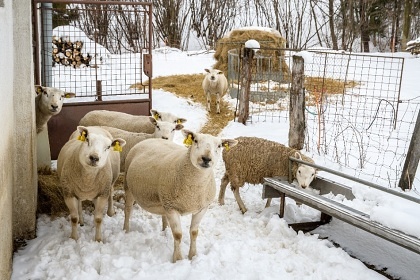 Chalupa u farmy - odpo�inek na venkov� - Ston�vka