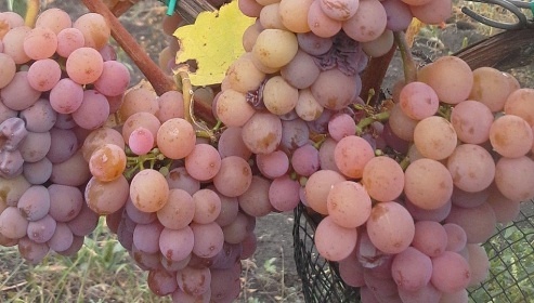 Vina�sk� dv�r Turna - chalupa Nov� Ml�ny - P�lava