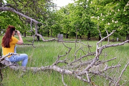 Safari stan - obora Kinských - Glamp Kněžičky