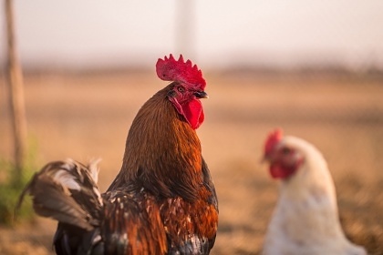 Wellness chalupa esk rj - zmek Sychrov