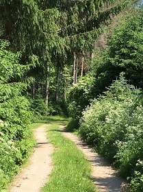 Chata Buk - Prachatice - Šumava - Boubín