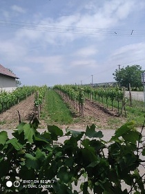 Chata a vinný sklep - Velké Bílovice - Pálava