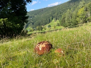 Roubenka Krkonoše - sauna a pec - Dolní Tříč