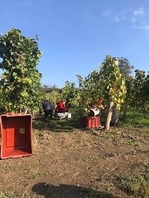 Chata jako LUSK - vinn sklep Ptluky - Zaje