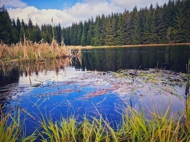 Chata bazn a sauna - Lesensk pl - Krun hory