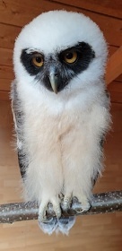 Apartmn pro rodiny s dtmi - Sov centrum