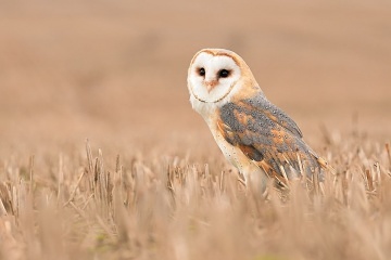 Apartmn pro rodiny s dtmi - Sov centrum