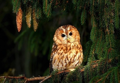 Apartmn pro rodiny s dtmi - Sov centrum