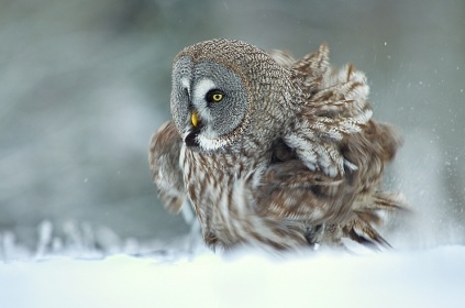 Apartmn pro rodiny s dtmi - Sov centrum