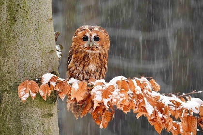 Apartmn pro rodiny s dtmi - Sov centrum