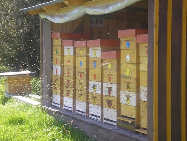 Včelařská chalupa - Borová Lada - Šumava
