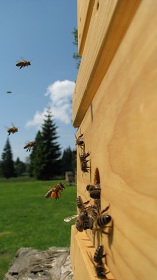 Včelařská chalupa - Borová Lada - Šumava