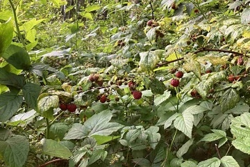 Tiny House v lese - Zborovsk� potok - Borovany