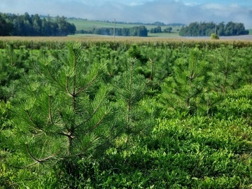 Glamping s asnm vhledem - Skuhrov nad Blou