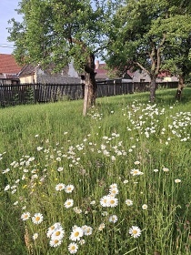 Chalupa u Lužnice - Stádlecký řetězový most