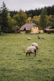Glamping ubytování se zvířátky - Jizerské hory