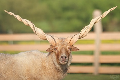 Wild West Wagon - glamping Samota snů