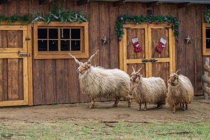 Wild West Wagon - glamping Samota snů