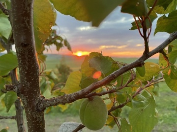 Glamping uprost�ed moravsk�ch vinic - ji�n� Morava