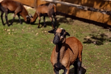 Rodinn� chalupa s baz�nem - �esk� r�j - Ji��nsko