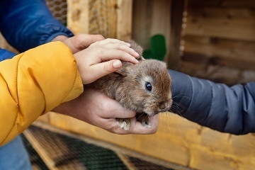 Rodinn� chalupa s baz�nem - �esk� r�j - Ji��nsko