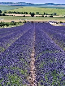 Apartmny Plava - Nov Mlny - Levandulov farma