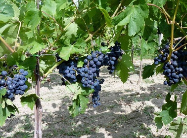 Chaloupka pod kostelem - Vrbice - vinný sklep