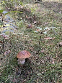 Maringotka u Krkavčích skal - Křižany - Ještěd
