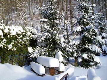 Roubenka Krkonoe - Rchorsk prales - acl