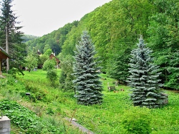 Roubenka Krkonoe - Rchorsk prales - acl
