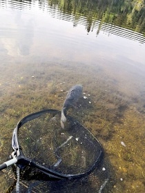 Chata u vody - pehrada Hracholusky - Plzesk ZOO
