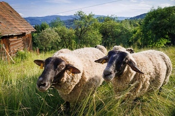 Roubenka Beskydy a koupac� sud - Pustevny