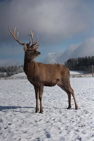 Chalupa rsk vrchy - Roeneck Paseky