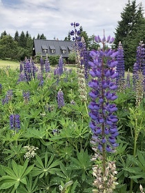 Rouben� chalupa - Luisino �dol� - Orlick� hory