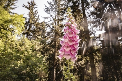 Roubenka se saunou - Pec pod Sněžkou - Velká Úpa