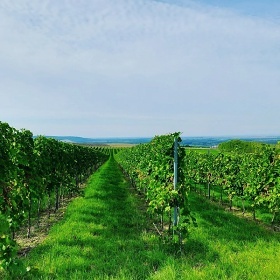 Chata a vinn sklep Starovice - Hustopee - Plava