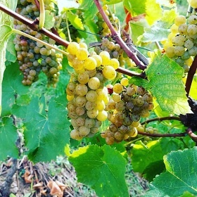 Chata a vinn� sklep - aquapark Hustope�e - P�lava