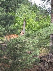 Chalupa bio bazn a wellness - Brdy - Blatn