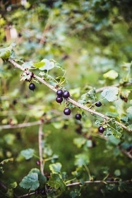 Chata s baznem - Vy Brod - pehrada Lipno